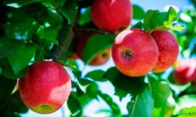 созревание яблони Апорт21