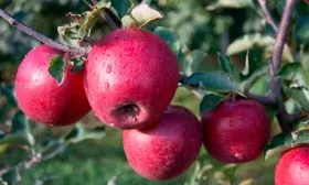 созревание яблони Память Ульянищева14