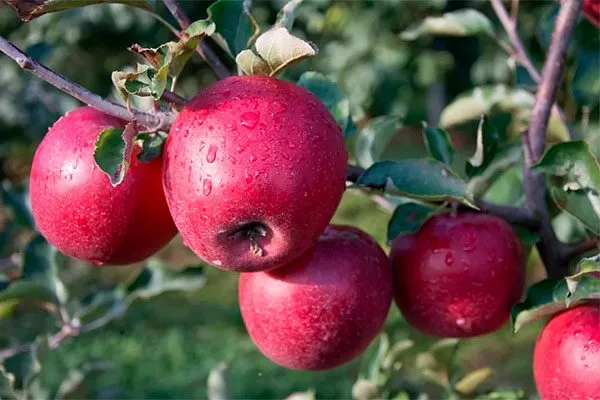 созревание яблони Память Ульянищева14