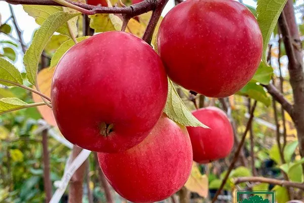 созревание яблони Вишнёвое18