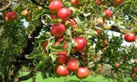 созревание яблоня Афродита6