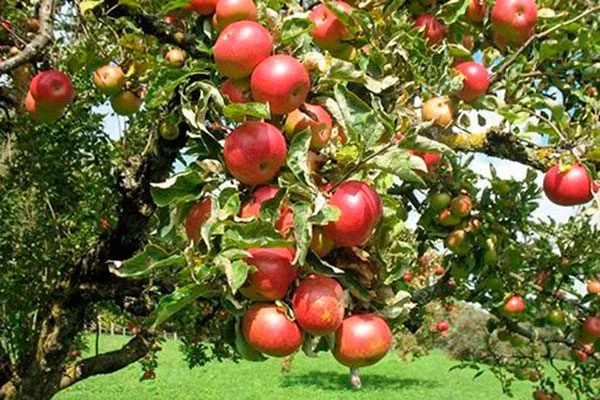 созревание яблоня Афродита6
