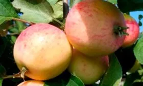 созревание яблоня Триумф15