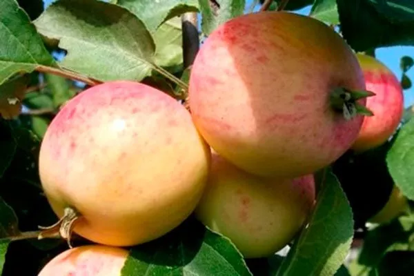 созревание яблоня Триумф15