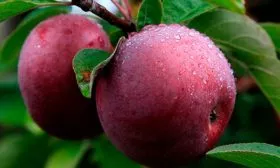 Спартан яблони Строевское15