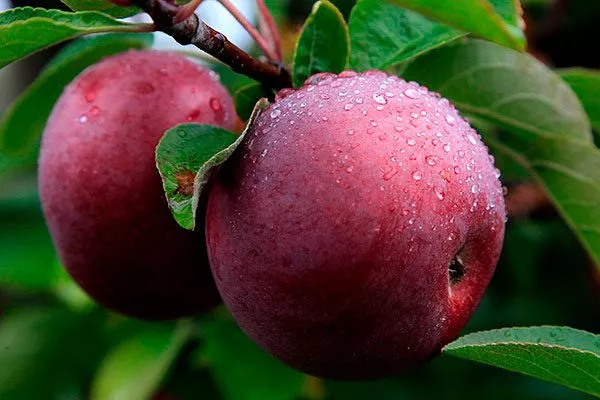 Спартан яблони Строевское15