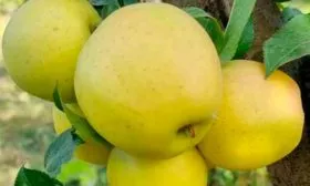 Спайс Голден Делишес11 Яблоня Голден Делишес27