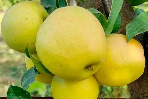 Спайс Голден Делишес11 Яблоня Голден Делишес27