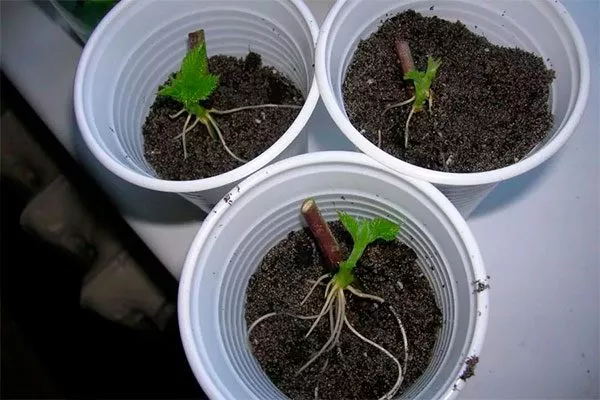 Способы размножения черенки ежевики сорта Вождь Джозеф10