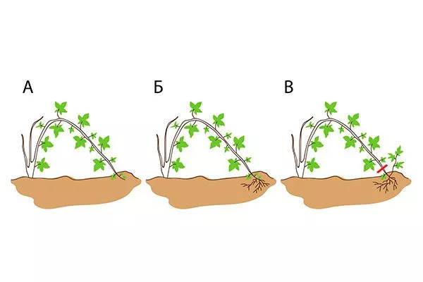 Способы размножения верхушкой ежевики сорта Вождь Джозеф9