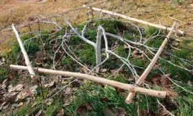 стланцы2 яблони Китайка Керр21