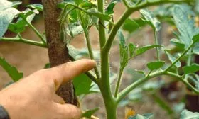 Структурируйте куст томата Вишенка чёрная12