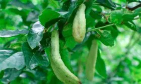 Сумчатая болезнь Слива Персиковая Мичурина16