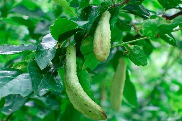 Сумчатая болезнь Слива Персиковая Мичурина16