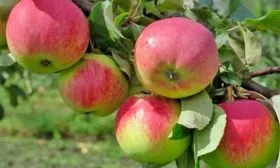 Свежесть яблони Строевское14