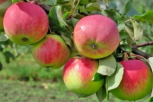 Свежесть яблони Строевское14