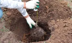 Технология посадки яблони яблони Строевское16