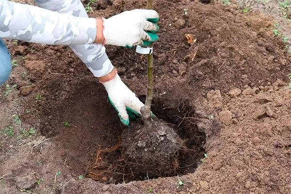 Технология посадки яблони яблони Строевское16