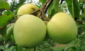 Теньковский Яблоня Аркад17
