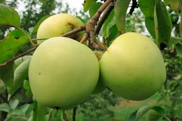 Теньковский Яблоня Аркад17