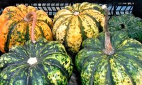 Тейбл Квин буш тыквы Акорн13