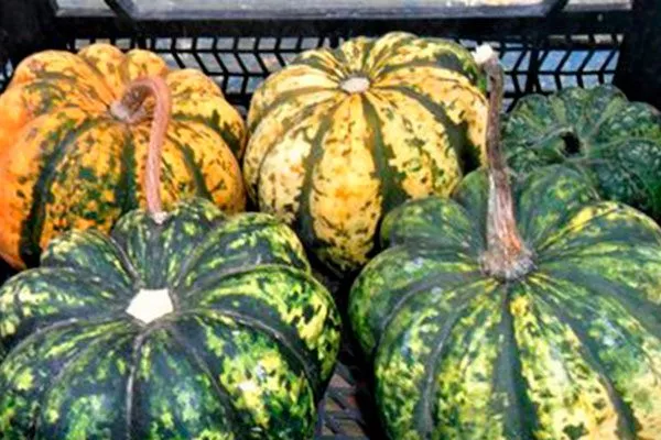 Тейбл Квин буш тыквы Акорн13