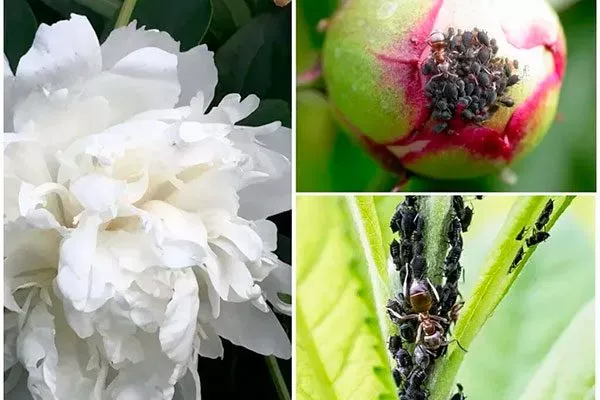 Тлёй пиона Сонома Хало17