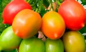 томат Сызранская пипочка17