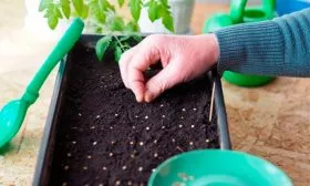 Тонкости посева томатов Званый вечер10