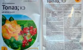 Топаз пиона Йеллоу Краун15