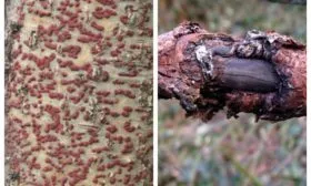 Цитоспороз яблони Красное раннее21