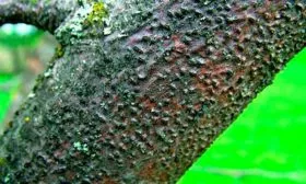 Парша яблони Штрейфлинг14 яблони Штрейфлинг14