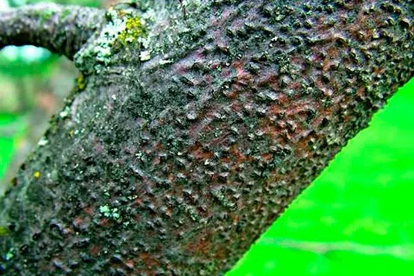 Парша яблони Штрейфлинг14 яблони Штрейфлинг14