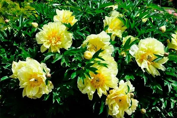 цветение пиона Йеллоу Краун20