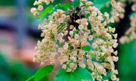 цветение смородины Деликате16