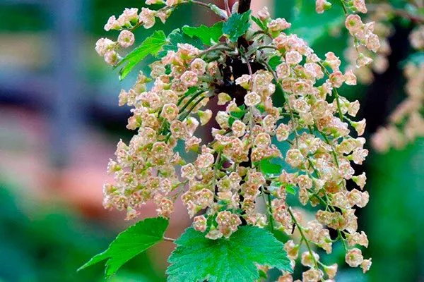 цветение смородины Деликате16