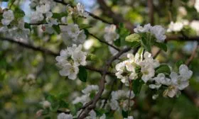 цветение сорт яблок Осеннее полосатое18