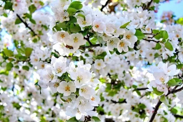 цветение яблони Брянское