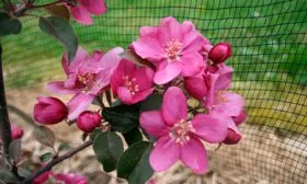 цветение яблони Эра14