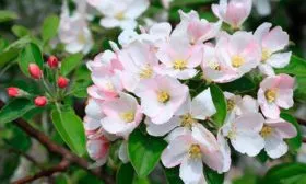 цветение яблони Китайка Керр25