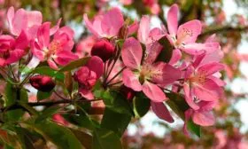 цветение яблони Китайка Керр25