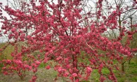 цветение яблони Райская23