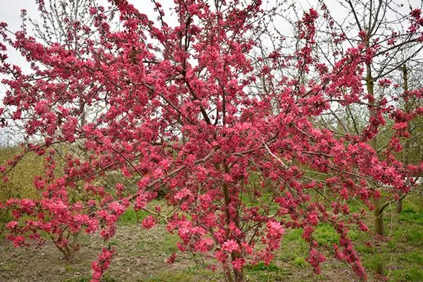 цветение яблони Райская23