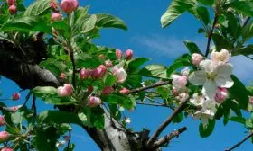 цветение яблони Штрейфлинг21 яблони Штрейфлинг21