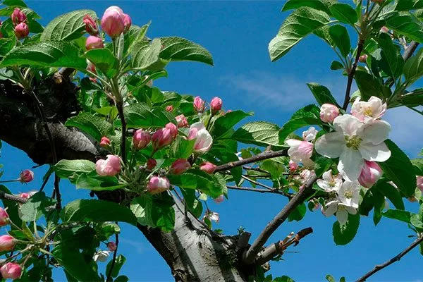 цветение яблони Штрейфлинг21 яблони Штрейфлинг21