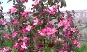 Цветение яблони Сирена11