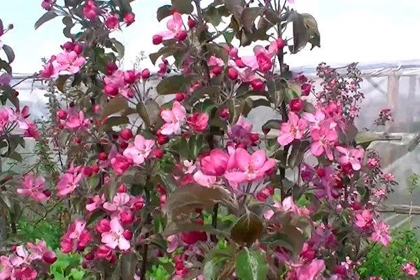 Цветение яблони Сирена11