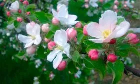 цветение яблони Строевское18