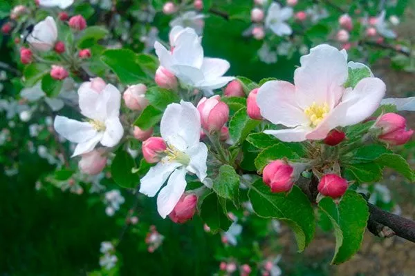 цветение яблони Строевское18