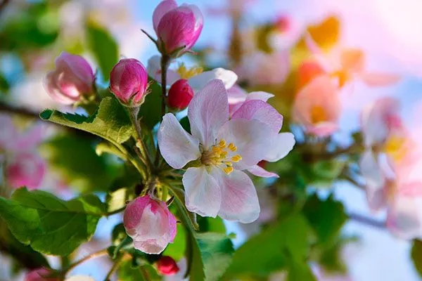 цветение яблони Вишнёвое20